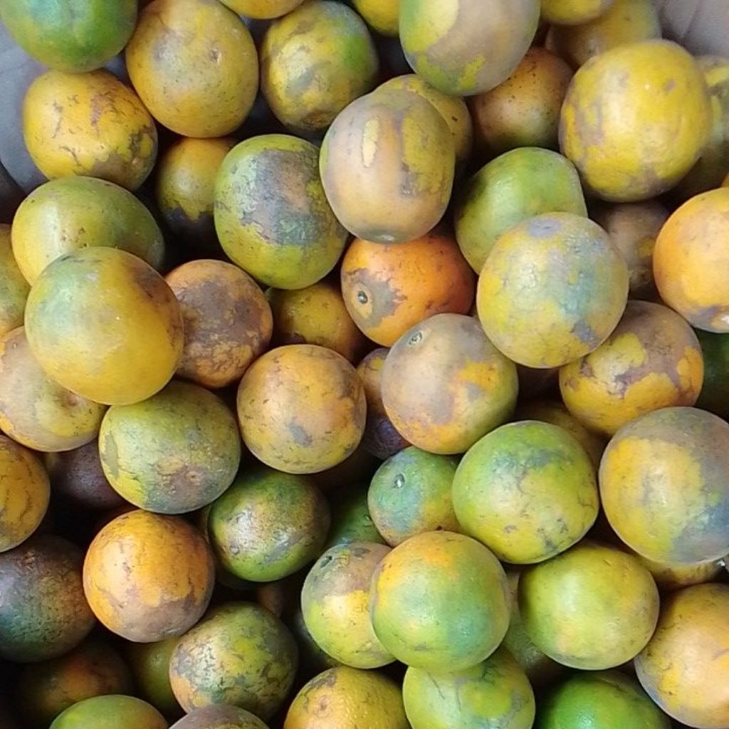 

Jeruk Baby Java Malang Kuning Fresh, size MIX berat 1Kg, chat admin sebelum CO!!