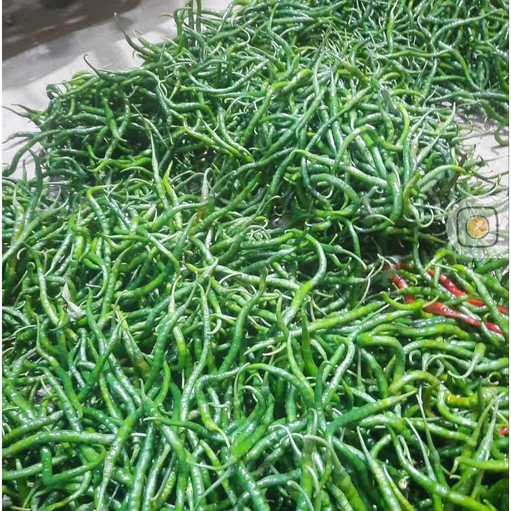 

CABE HIJAU KERITING FRESH TERMURAH KUALITAS PREMIUM