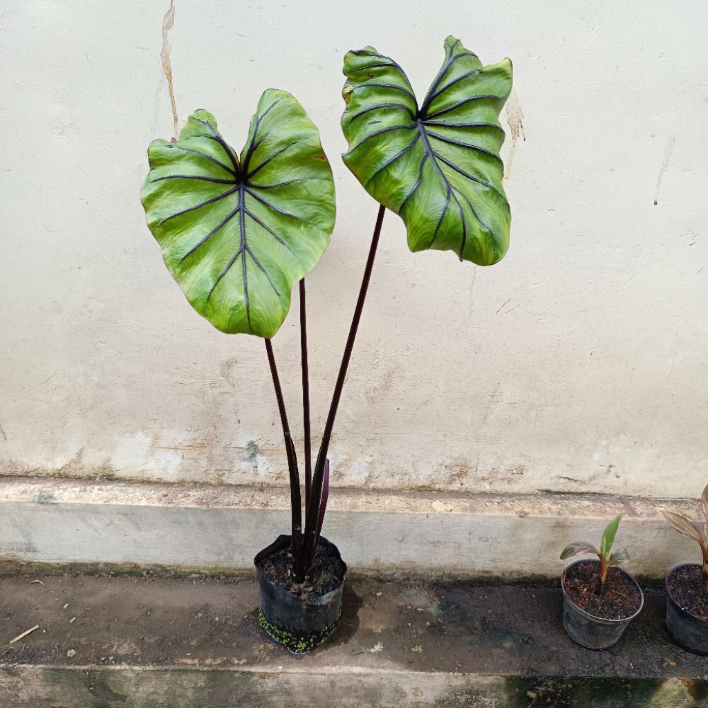 Colocasia Pharaoh Mask/Topeng Fir'aun SBA size remaja