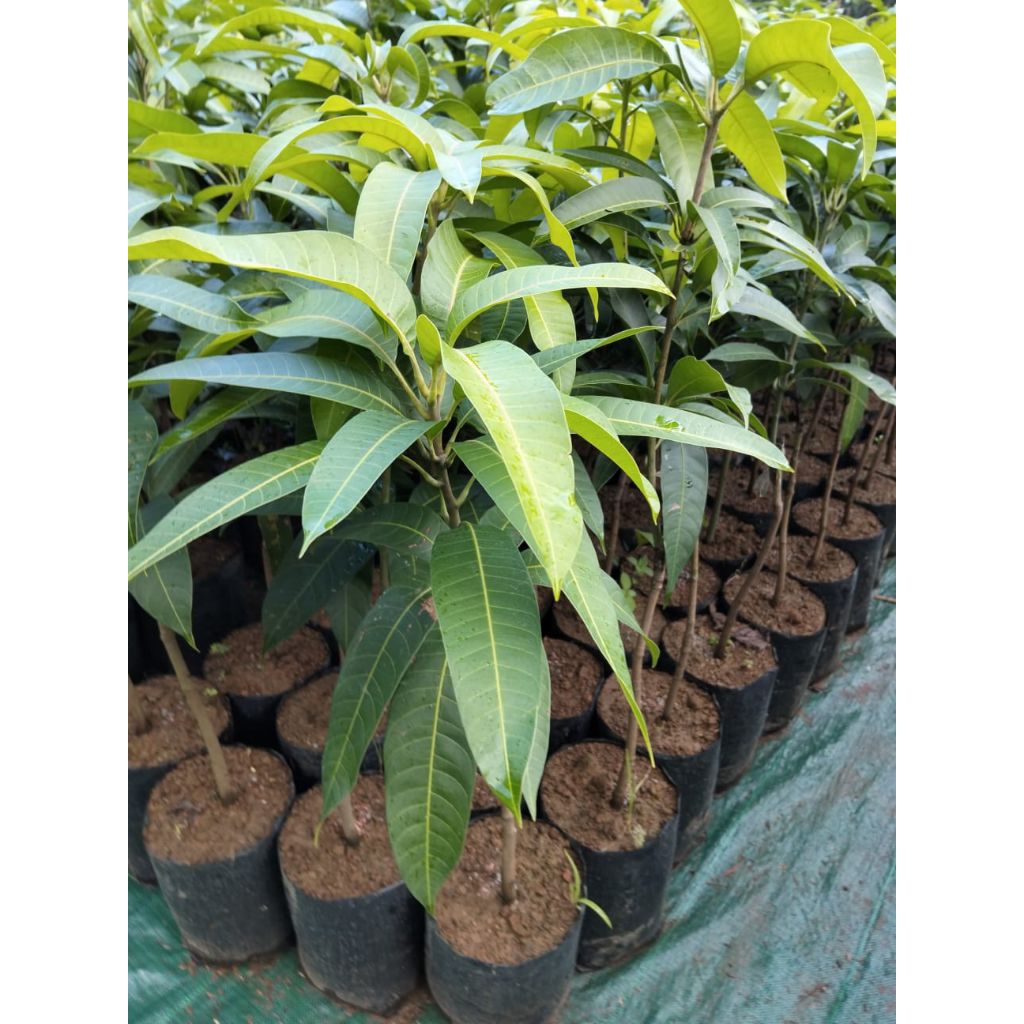 Bibit Buah Mangga Kiojay