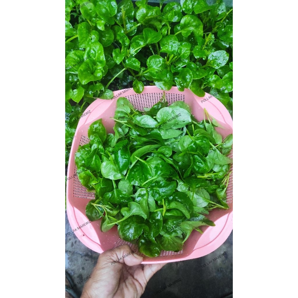 bayam brazil organik