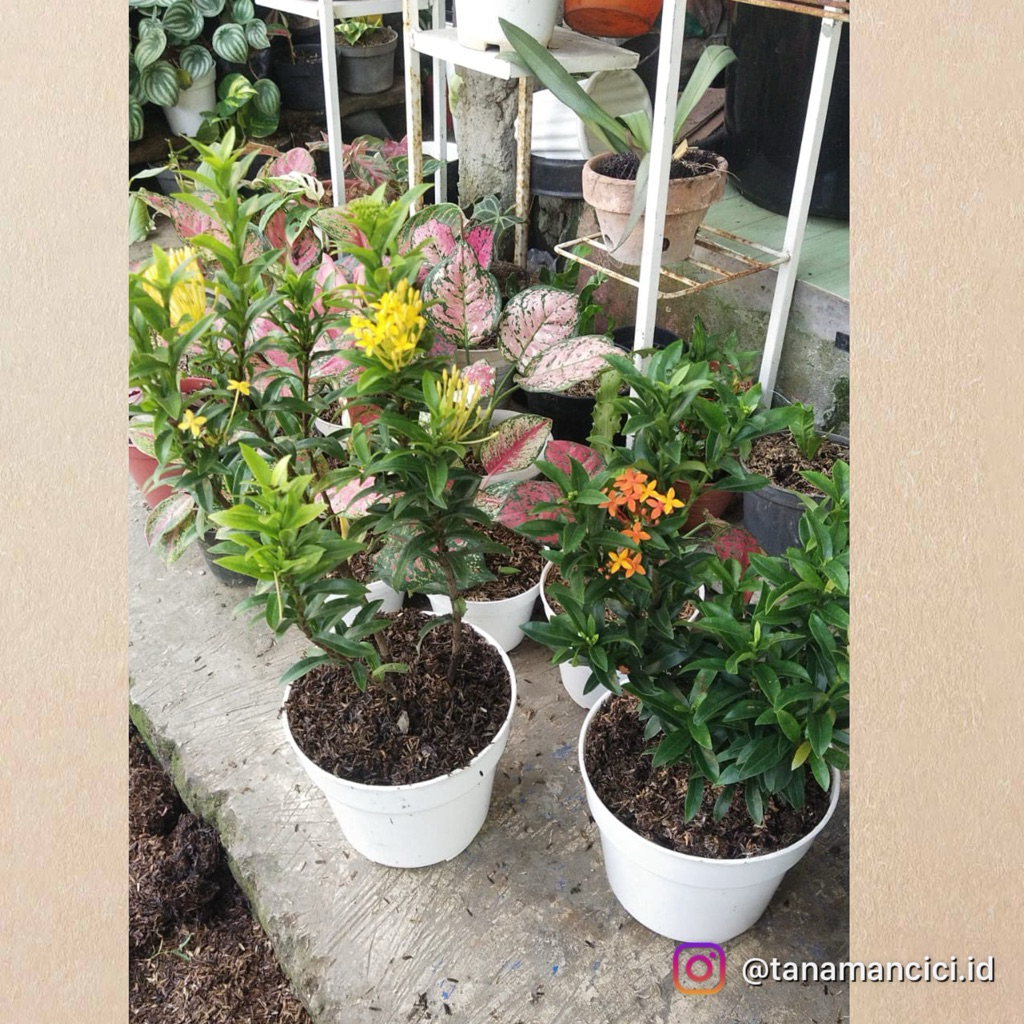 Tanaman bunga asoka besar bunga madu ada warna pink, merah, oren, kuning on pot putih