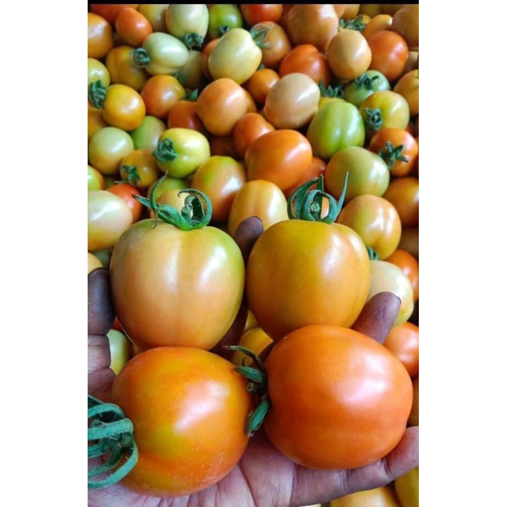 

Tomat segar 500 gr