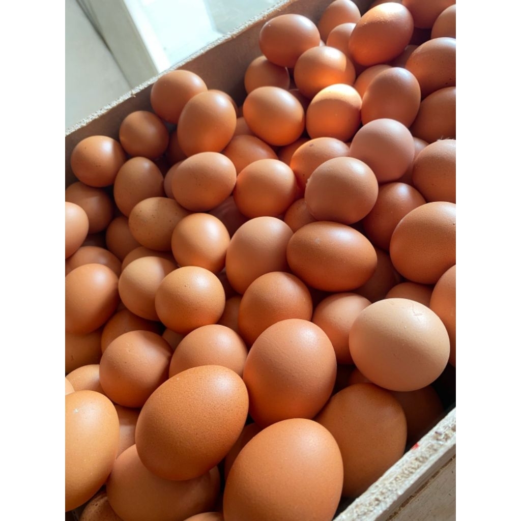 

Telur ayam 2KG isi 32 butir