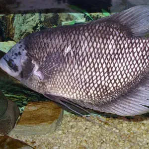 

ikan gurame (per ekor)