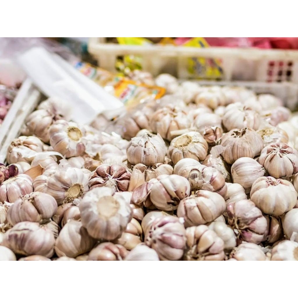 

bawang putih termurah