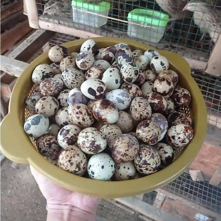 

Telur puyuh 250gr isi 20 butir fresh langsung dari kandang