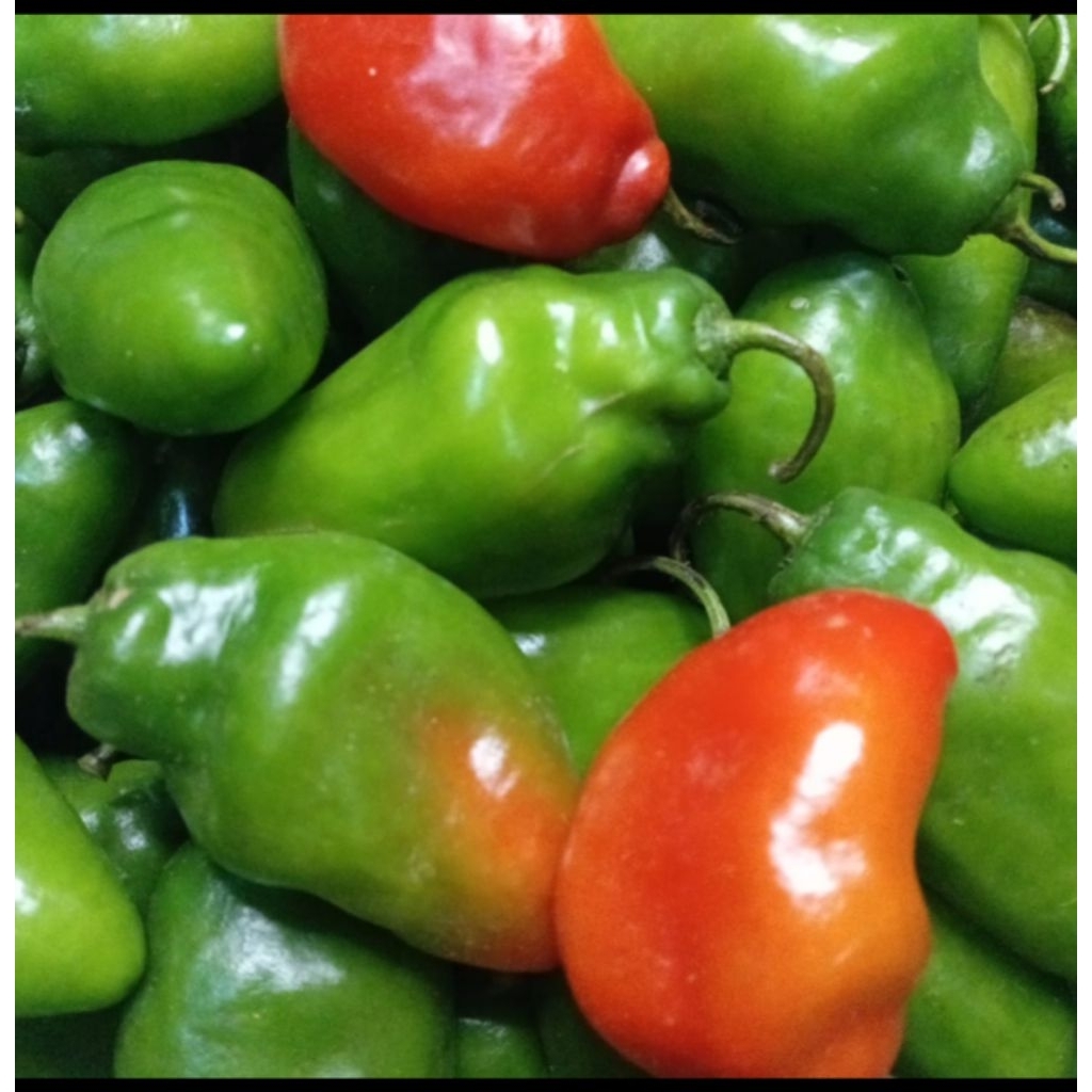 

cabe gendot segar isi 500 gr