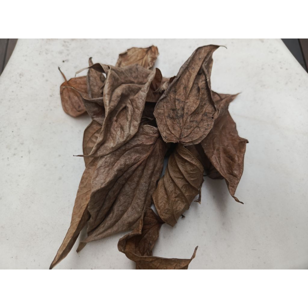 

Daun Sirih Hijau Kering Alami Di Pohon, 50Gr