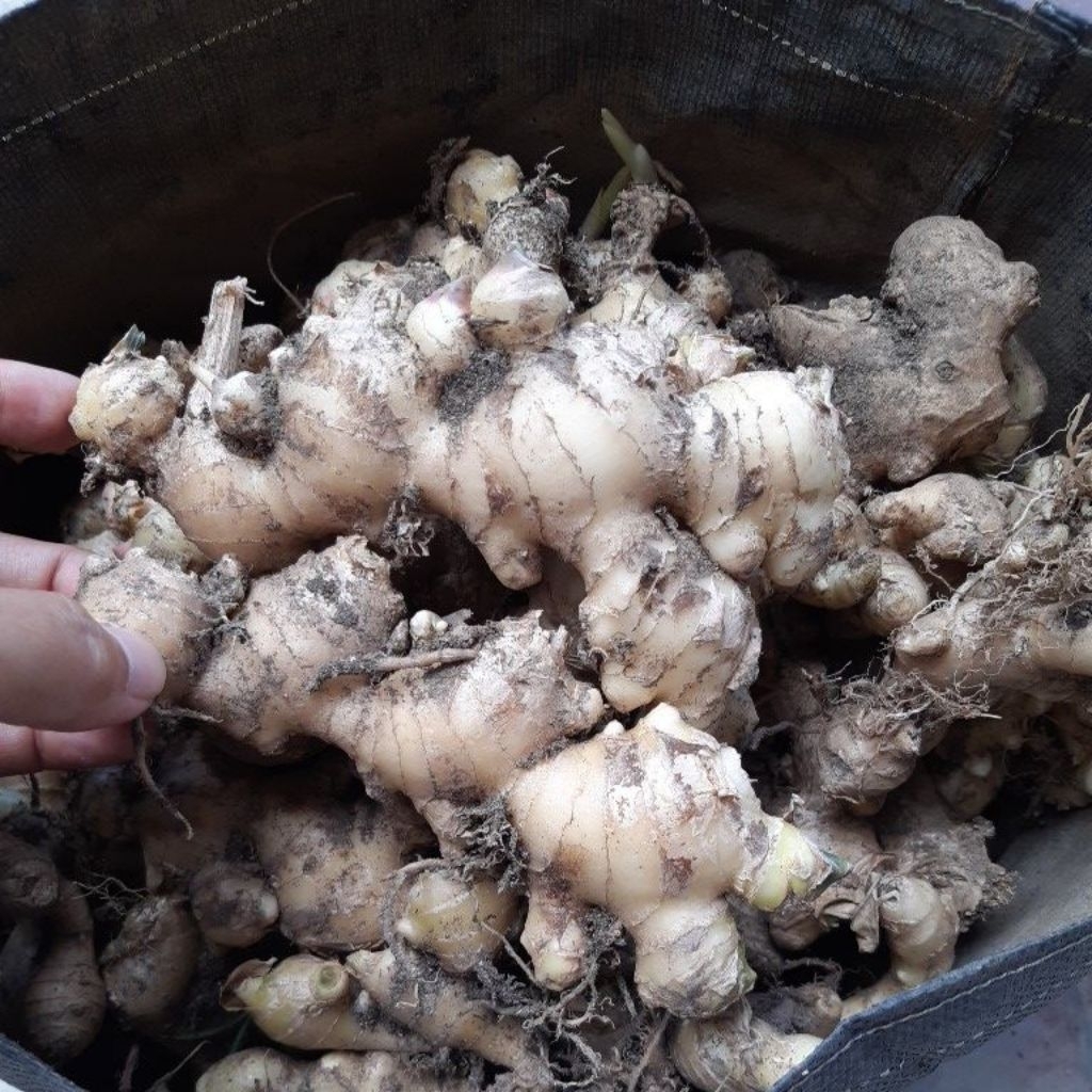 

JAHE EMPRIT/GAJAH kiloan