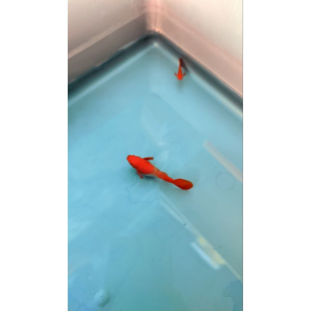 Hiasan Ikan guppy Koi Red Ear