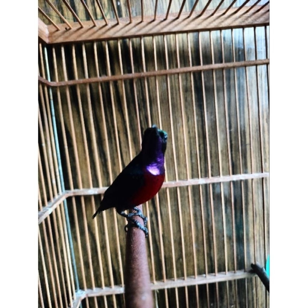 Konin Metalik Jantan