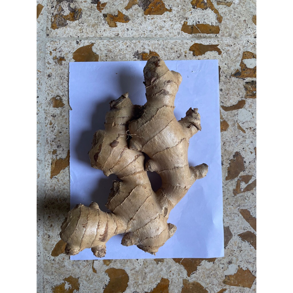 

Jahe Badak asli dari petani