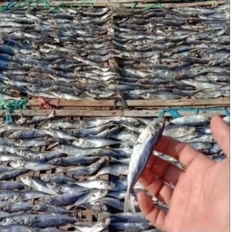 

Ikan Klotok Kering Kecil Premium - Siap Goreng - Tahan Lama