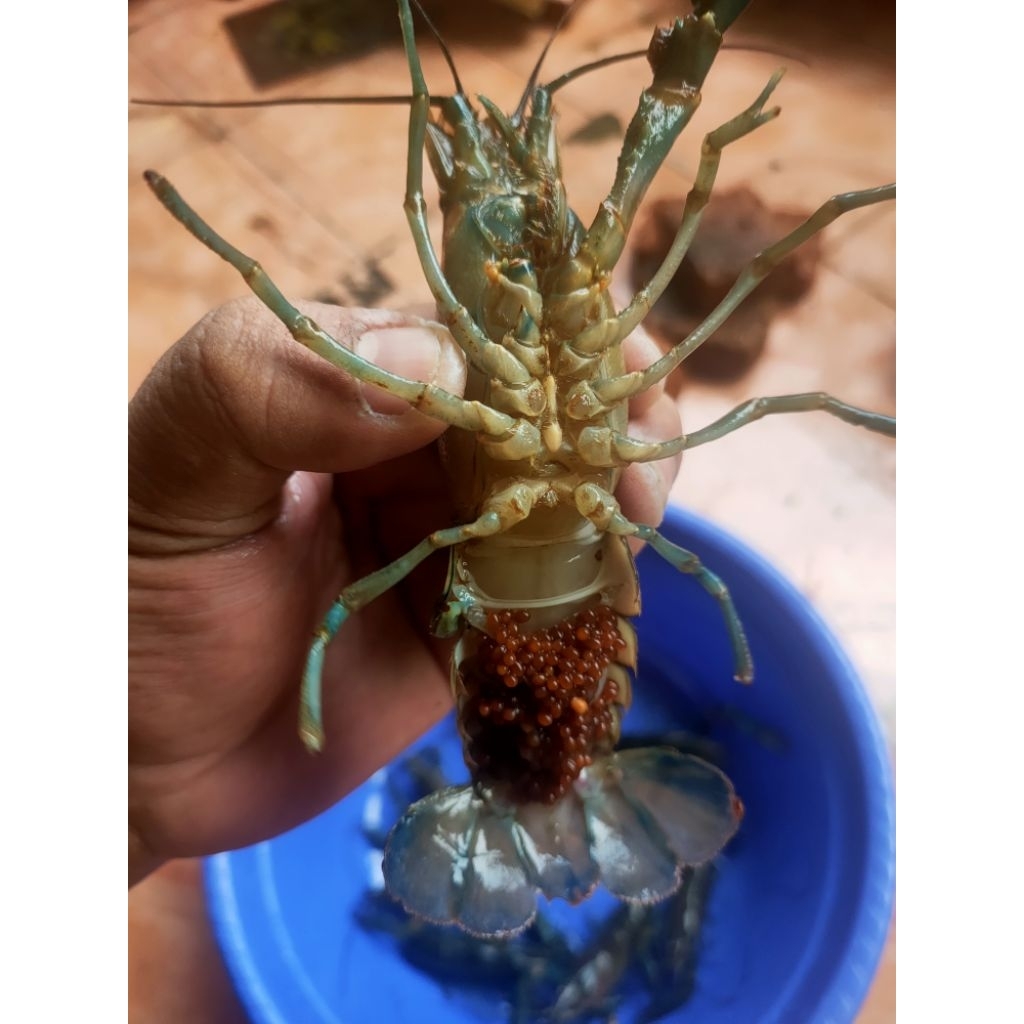 indukan lobster air tawar betina siap bertelur size 4-5 inc