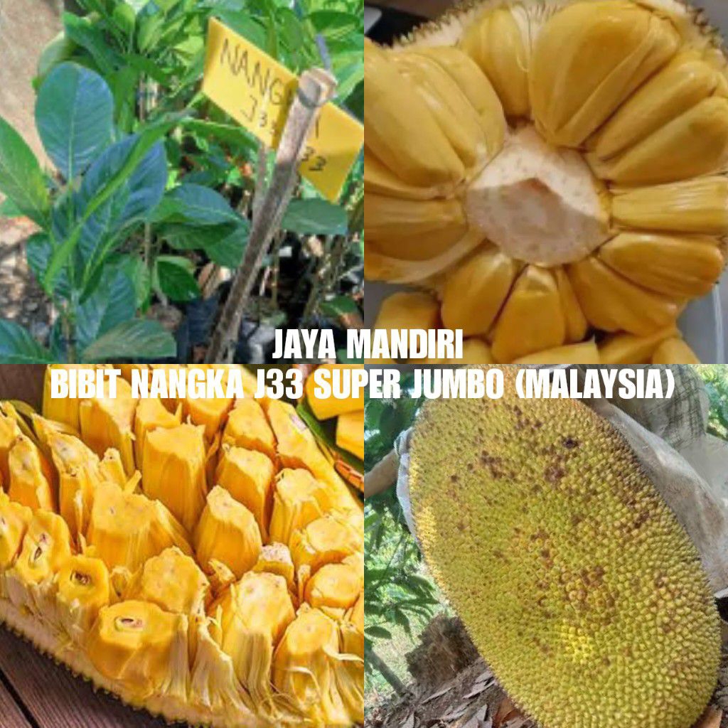 BIBIT NANGKA J33 SUPER (NANGKA MADU J33) OKULASI