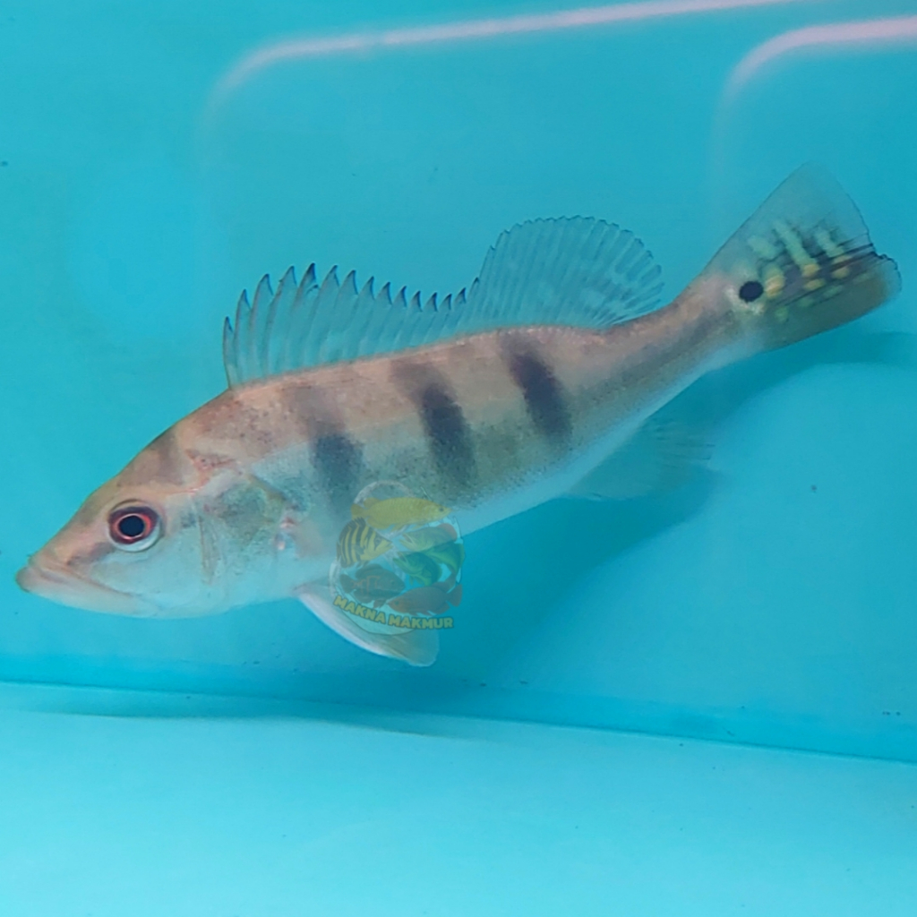 pbass mono size 19-20cm