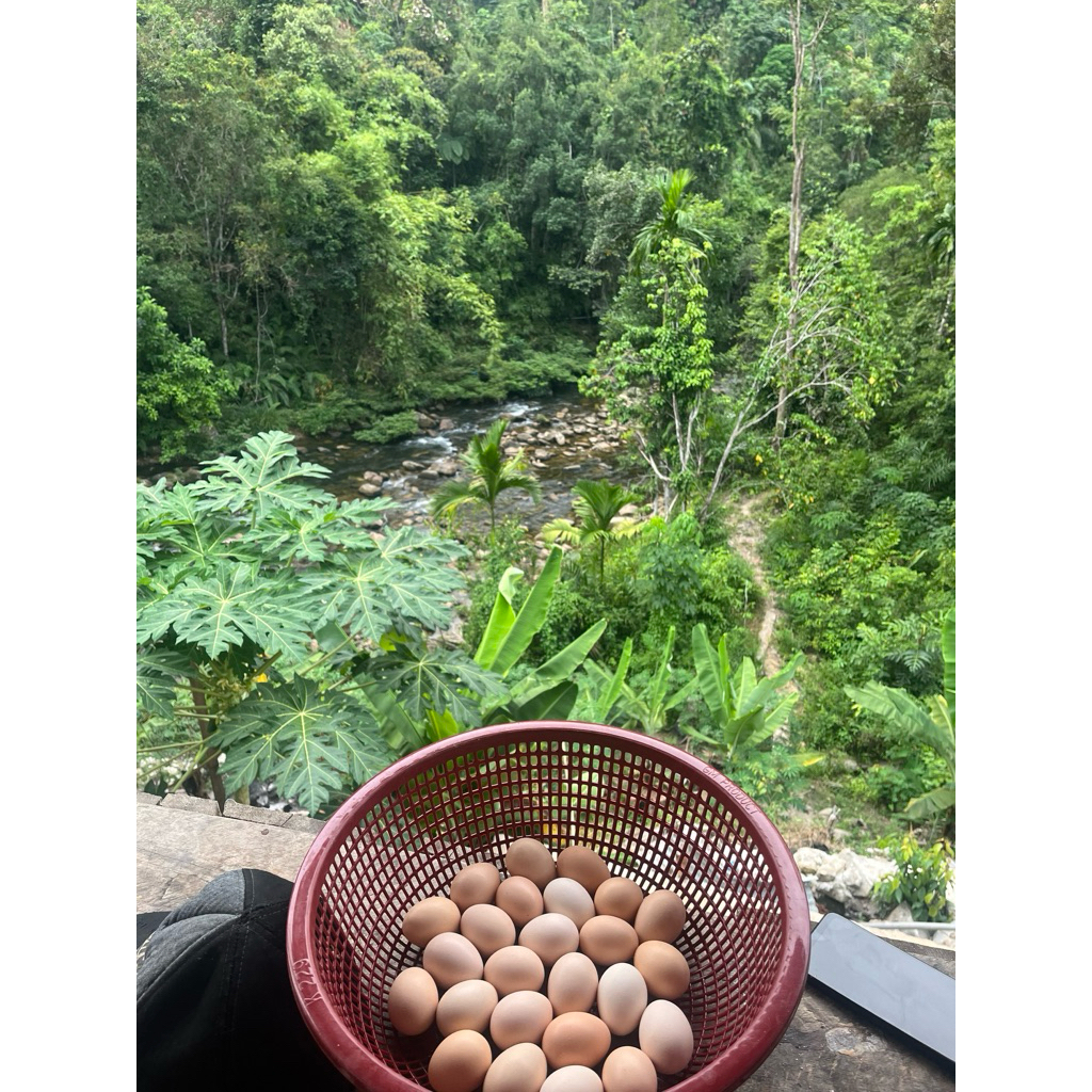 Telur Ayam Kampung KUB 2