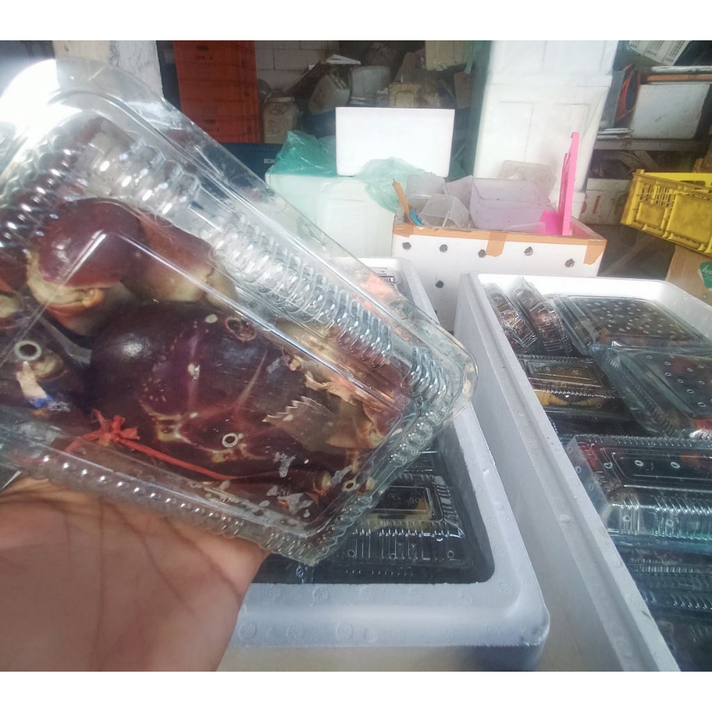 

ikan Kepiting Hias Tawar Lalandi Gecarcoidea