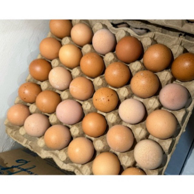 

10 Pcs Telur Ayam Eropa Kecil