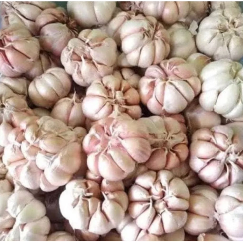 

bawang putih sinco murah 500gram