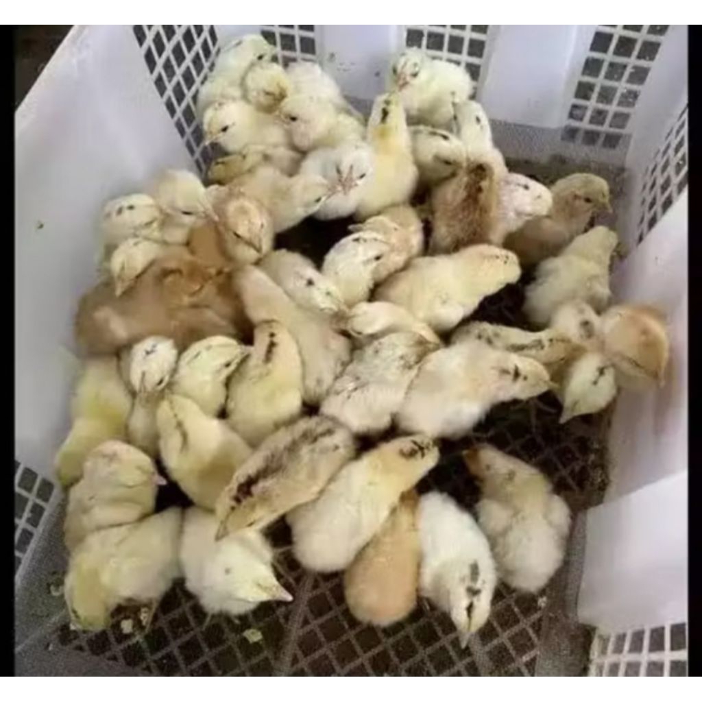 Elba Petelur doc- anak ayam ELBA Super( sdh vaksin)