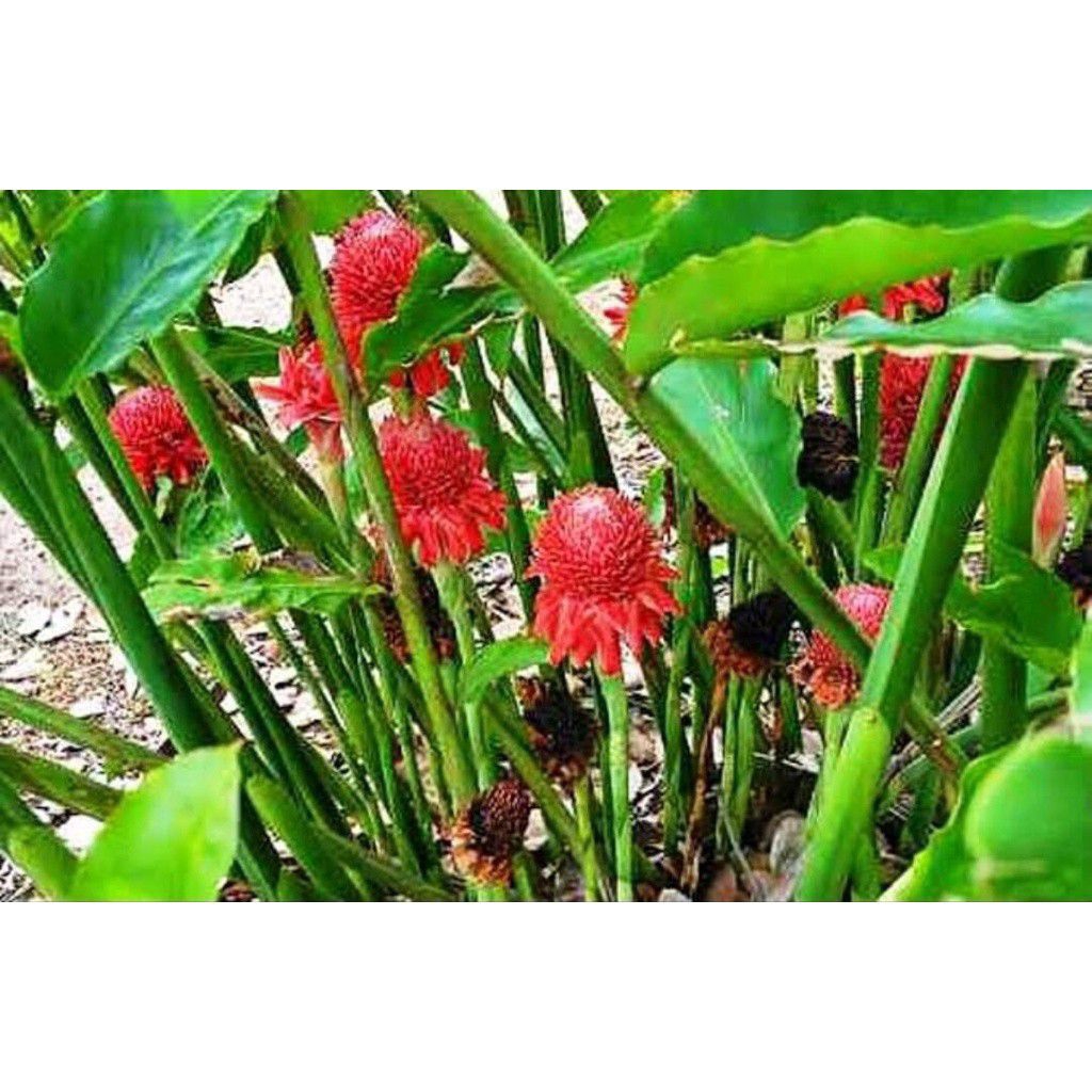 

kecombrang muda /10 pcs sayuran