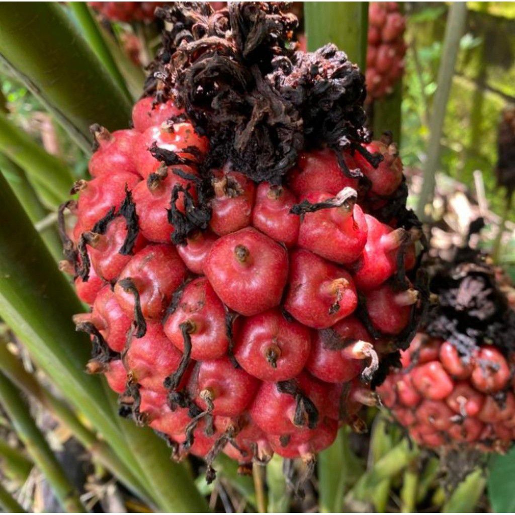 

Buah kecombrang Honje 1 kg masih press