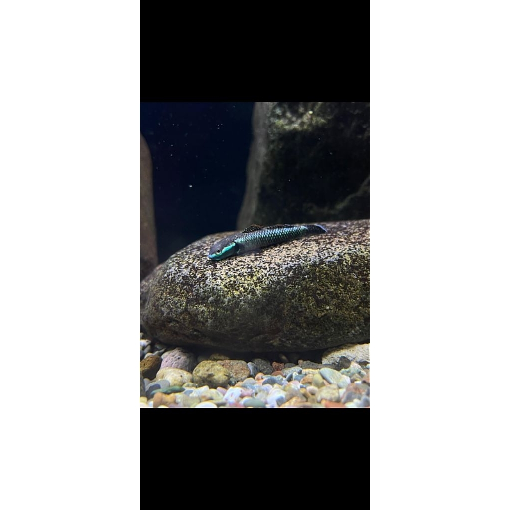 Stiphodon Atropurpureus goby (Blue Cobalt Goby)