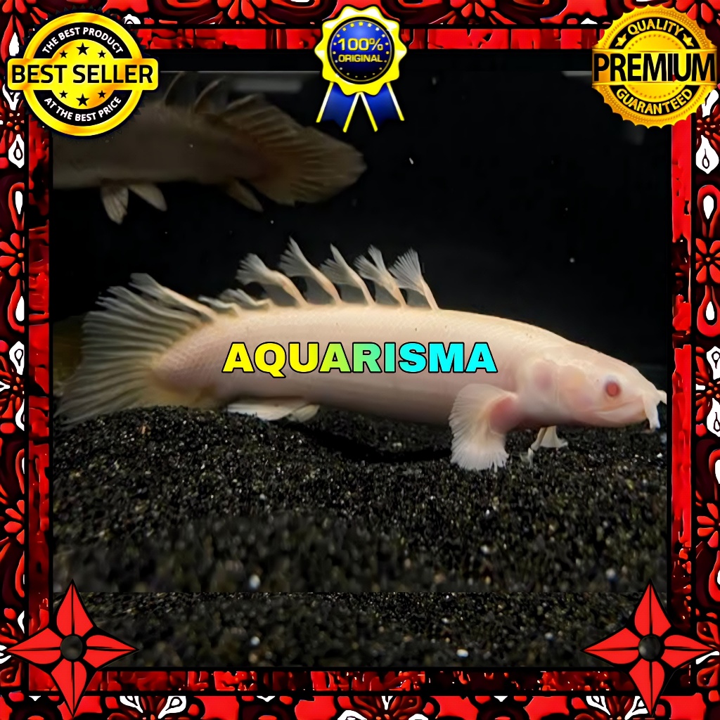 KEBUTUHAN AKUARIUM - PALMAS POLYPTERUS SENEGALUS ALBINO 11-12 CM