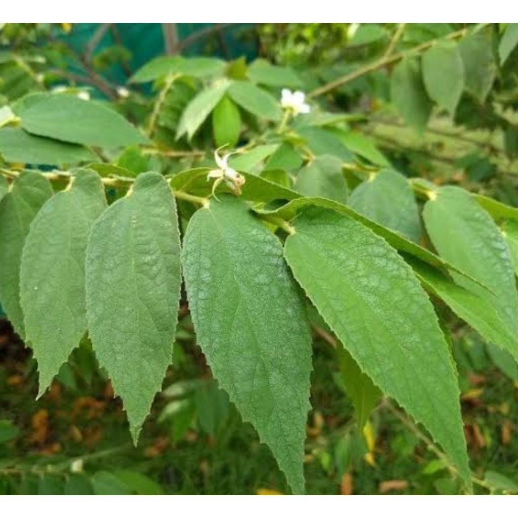 

Daun kersen segar paket 500 gram langsung petik-az