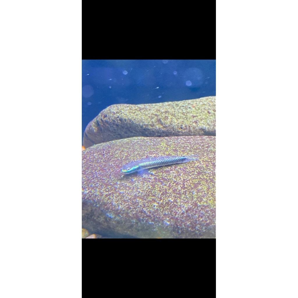 Stiphodon Semoni/Blue Neon Goby