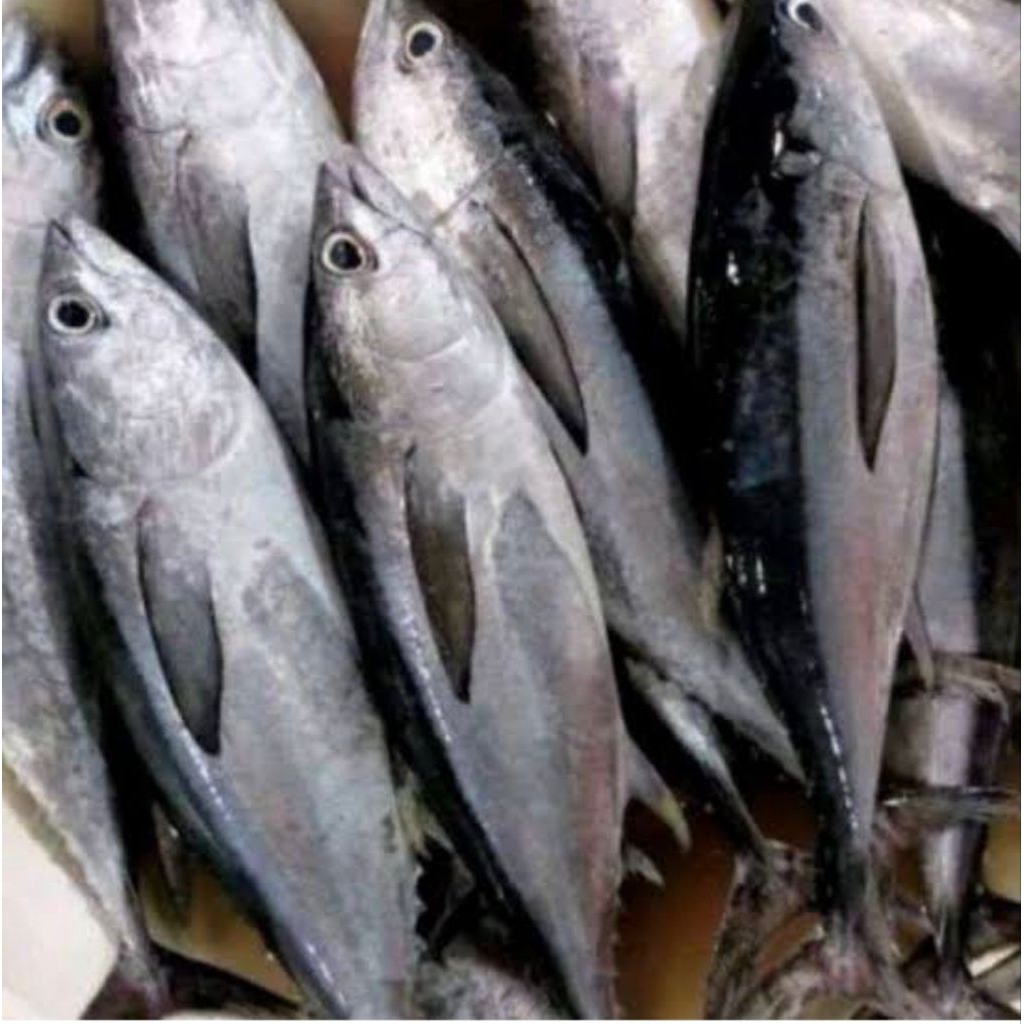 

paket ikan tongkol kecil 5kg(1kg isi 4-5-6) Fress segar pesan sore/malam di kirim paginya