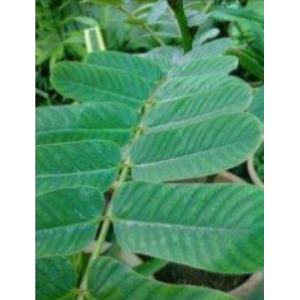 

Daun Gelinggang /Daun Ketempeng Cina (Daun Segar Harga per 100gr