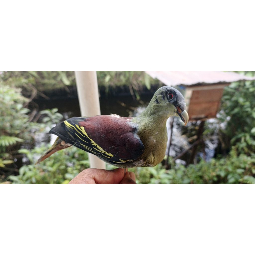 jontrot burung punai lengguak