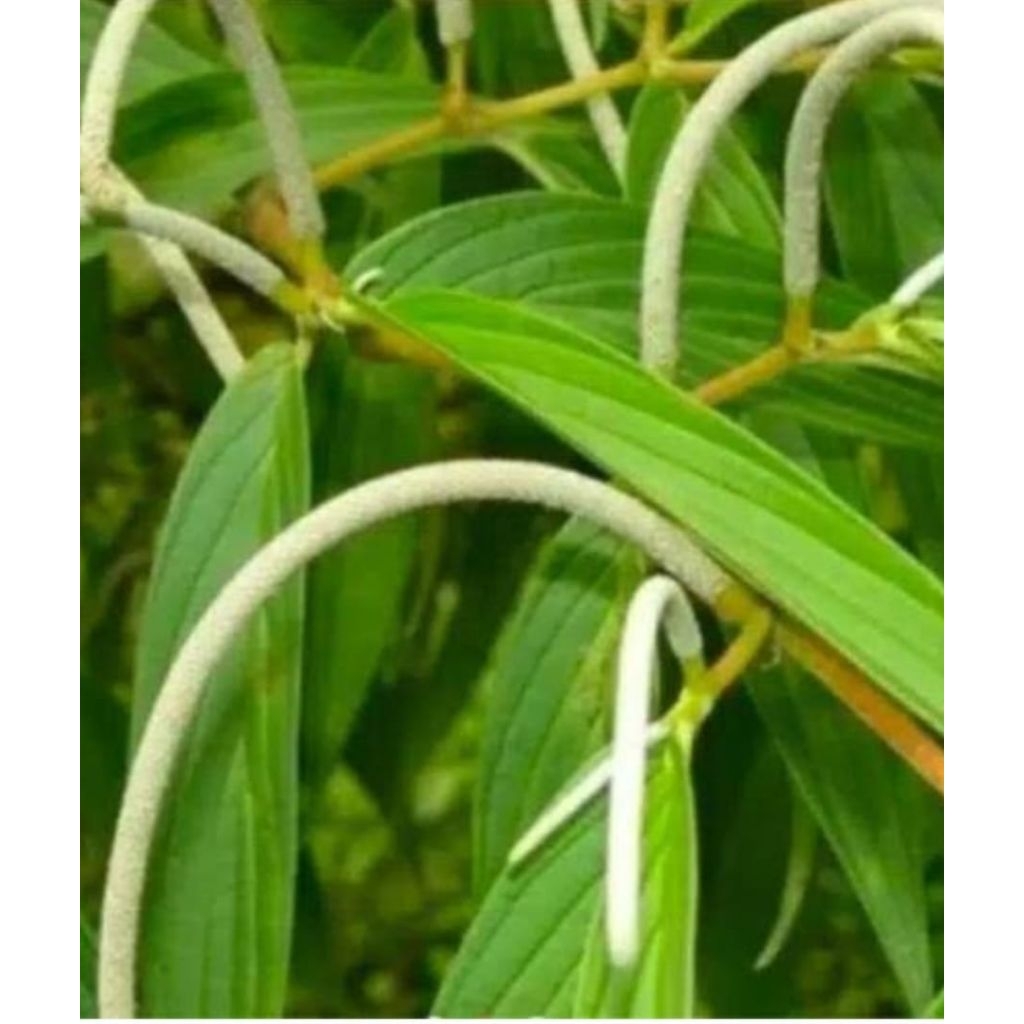 

Buah sirih hutan segar alami berkualitas 100 gram