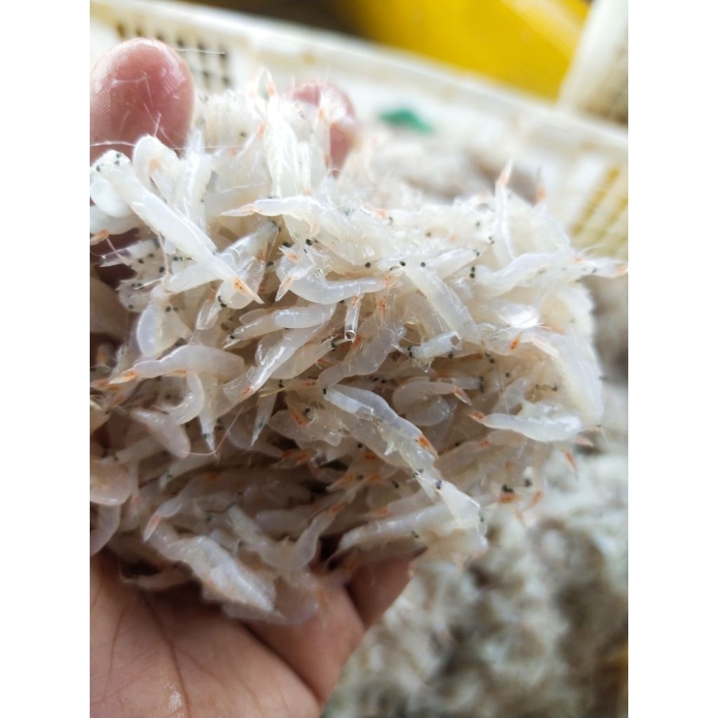 

udang rebon segar / udang kecil 200gr