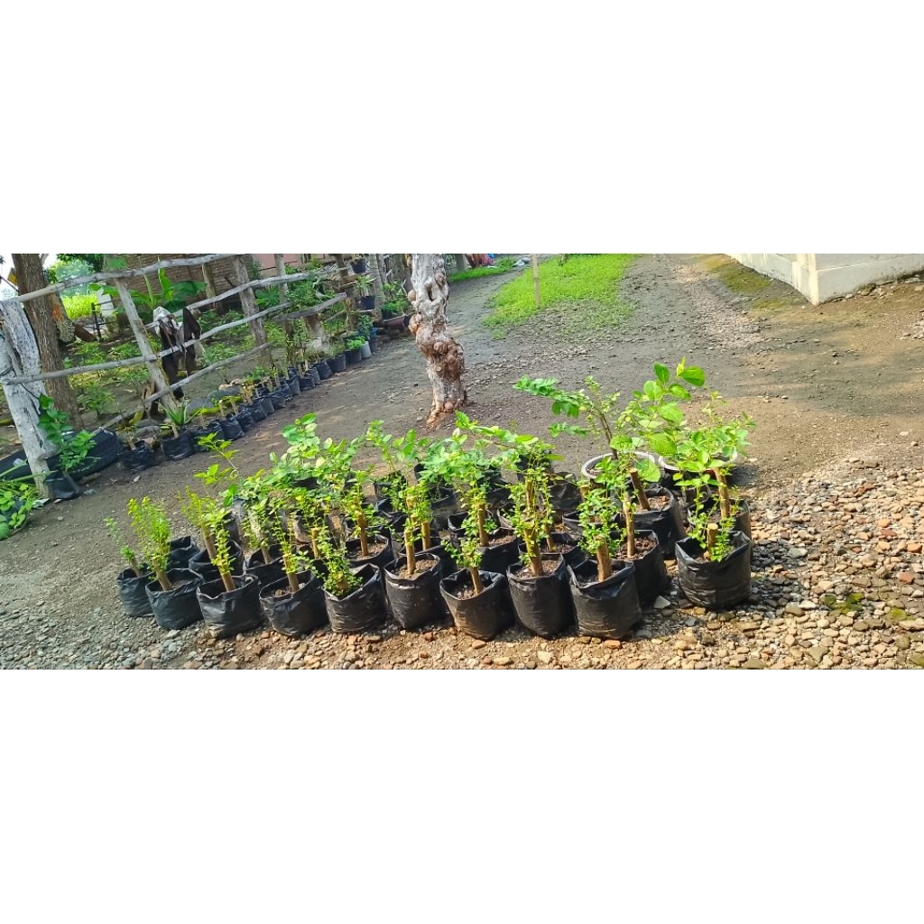 bibit sancang/bahan bonsai sancang