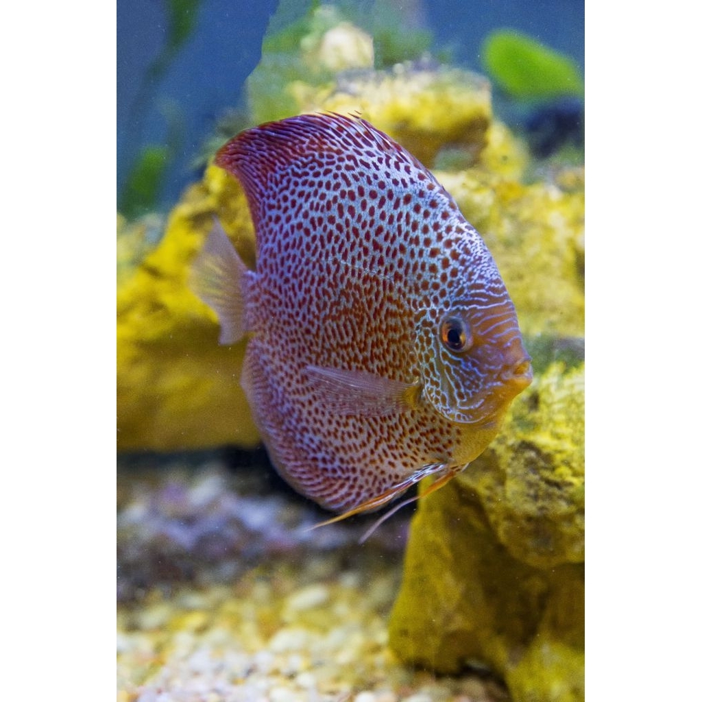 Discus Lss Eruption/ Hias Aquarium