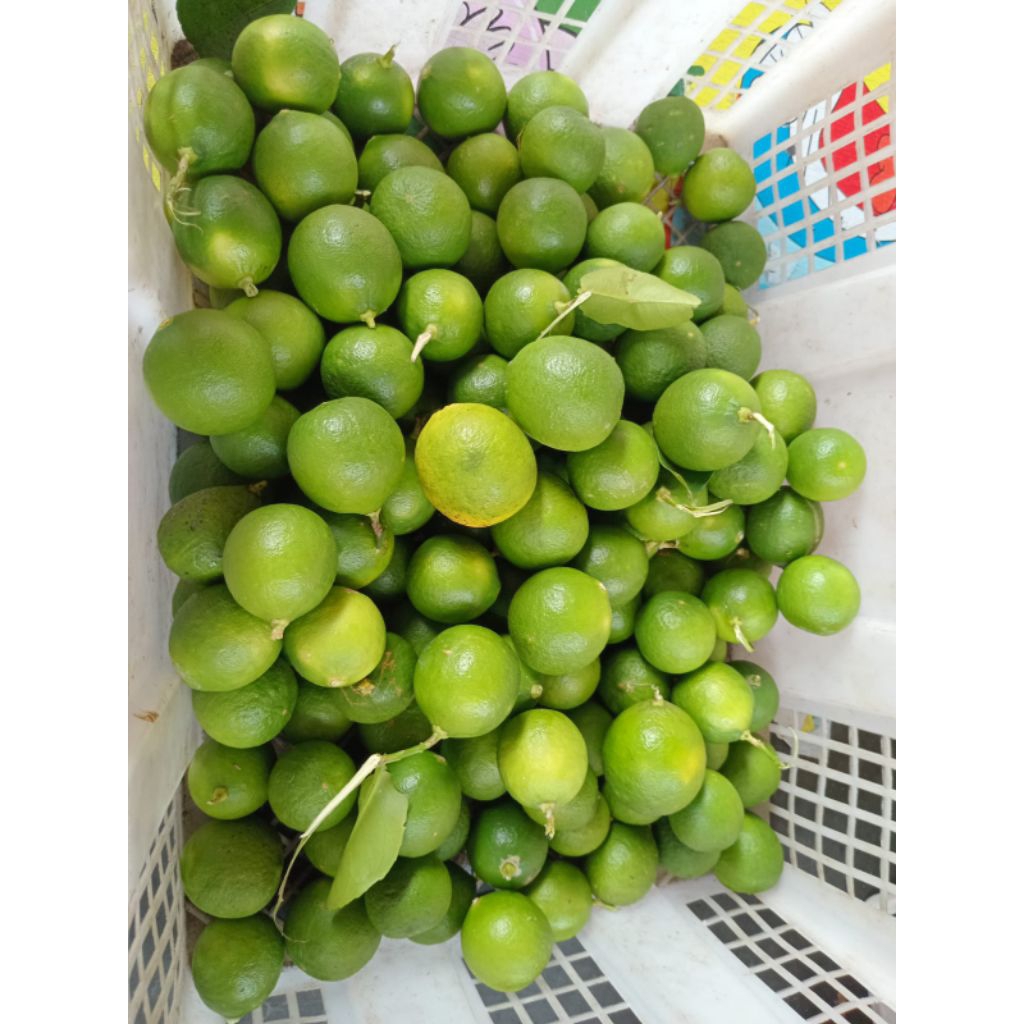 

jeruk nipis segar 1 kg