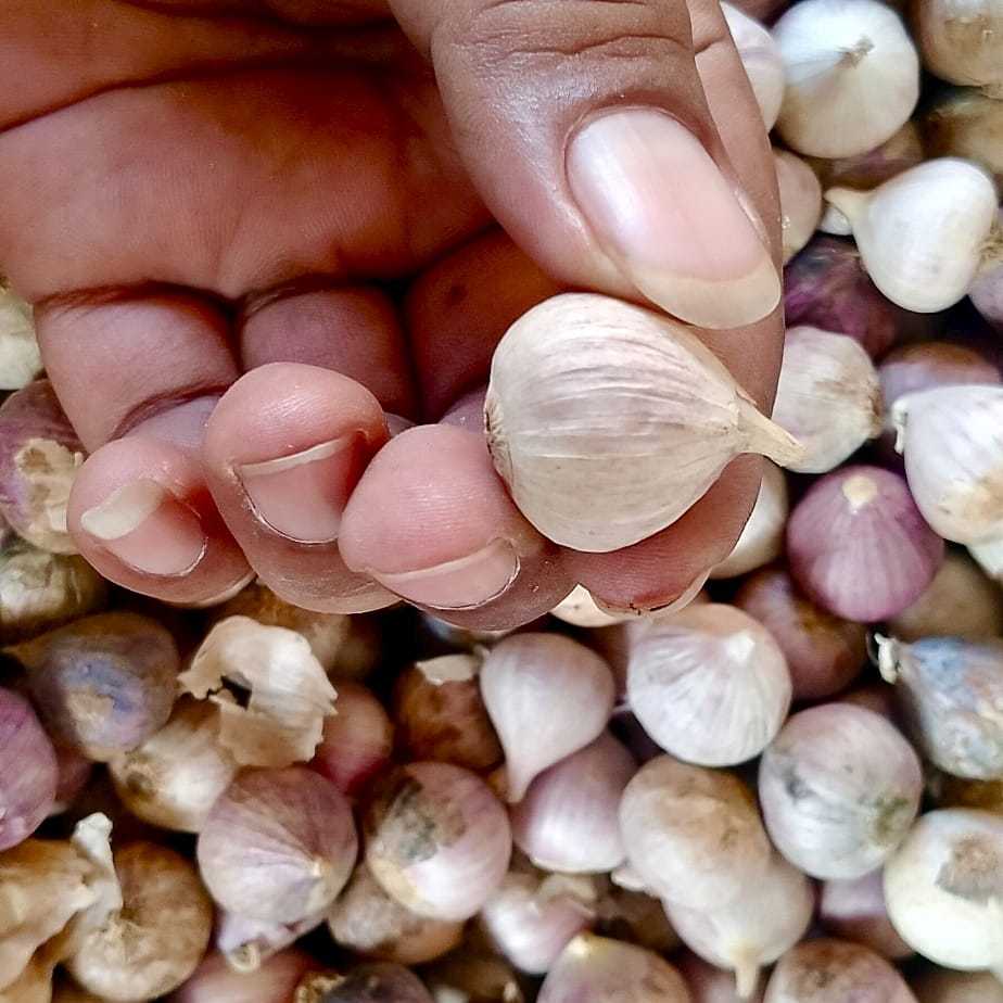 

Bawang Putih Tunggal Obat Herbal Import Kualitas SUPER Ukuran sedang 1,5-2cm