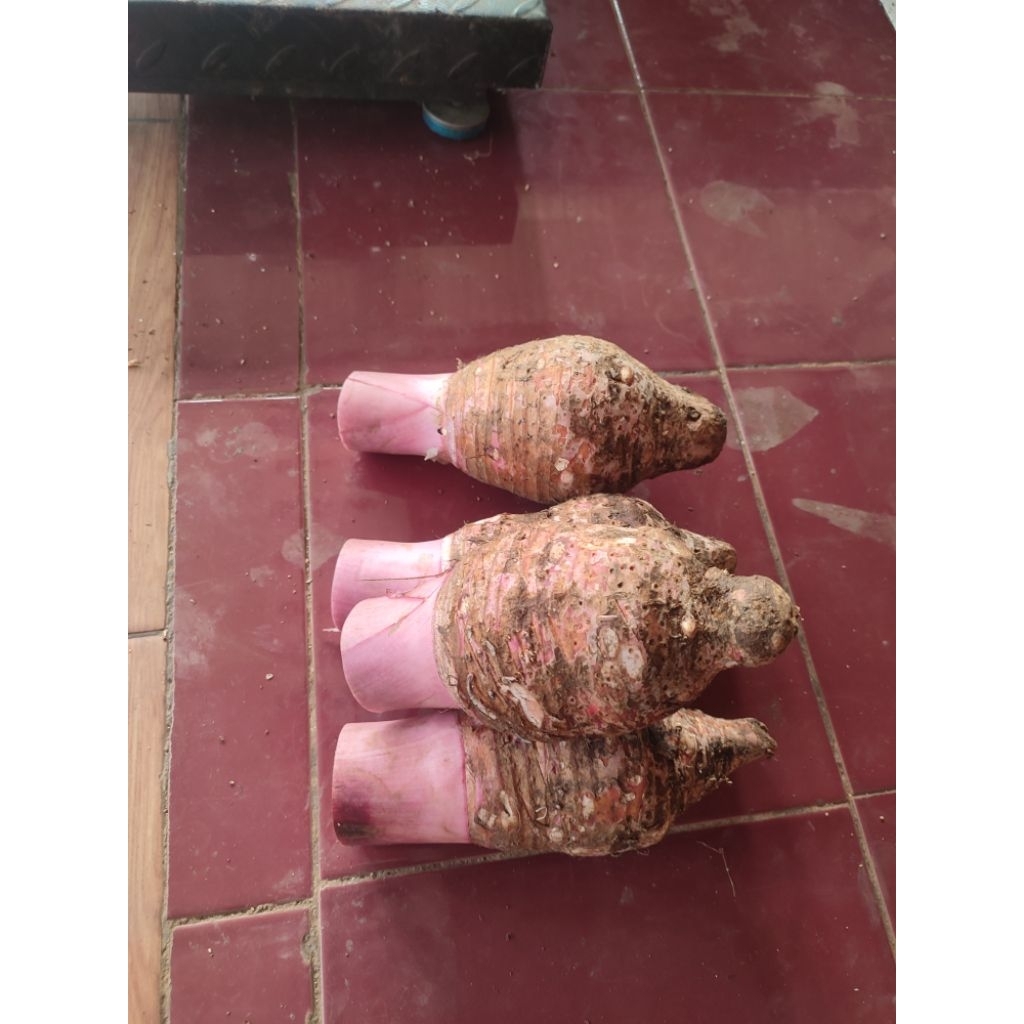 

Talasbogorberat kurleb800Gram