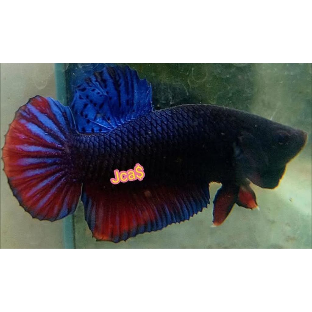 cupang second sakai thailand import ori vip