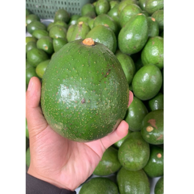 

Alpukat Mentega Mentah Lokal bergaransi 1 kg isi 4-5