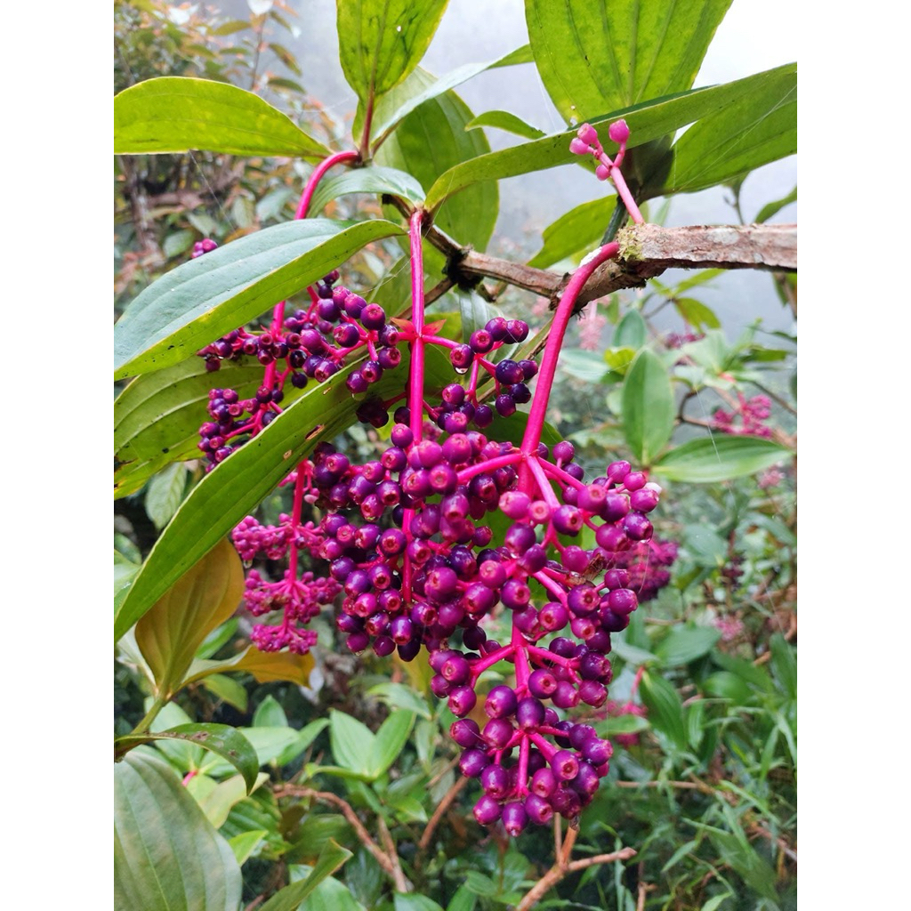 

PARIJOTO khas gunung muria 500grm