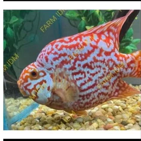 New Launching Redking Parrot X Louhan Kamfa F1