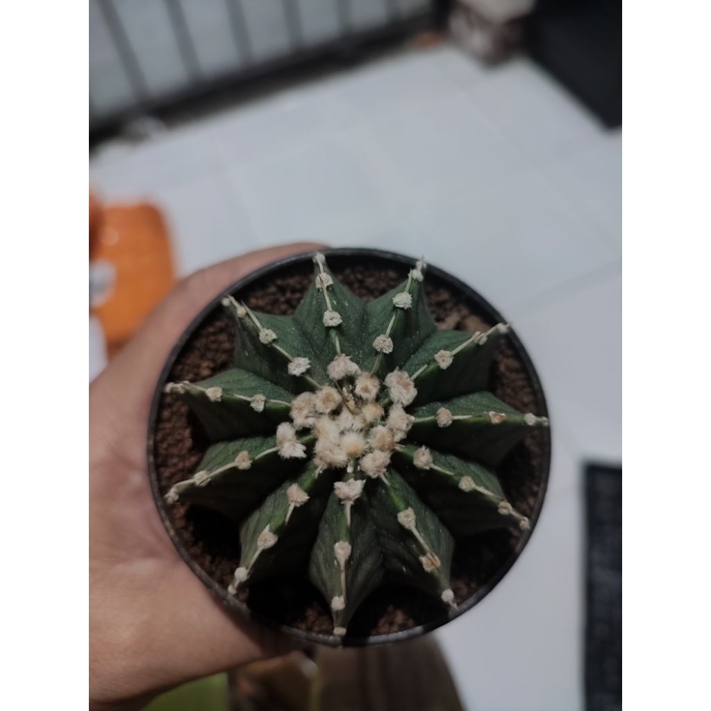 Kaktus Gymno Miha LB Var Selected Collection