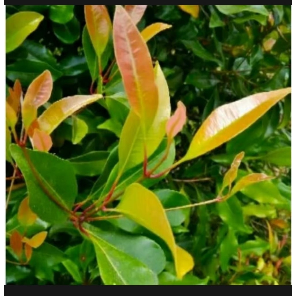 

DAUN CE NGKEH SEGAR 1KG REMPAH