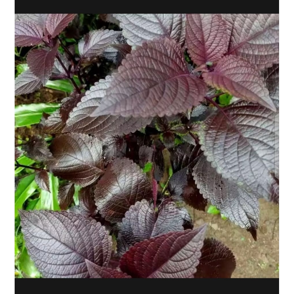 

DAUN JAWER KOTOK 100 LM HERBAL