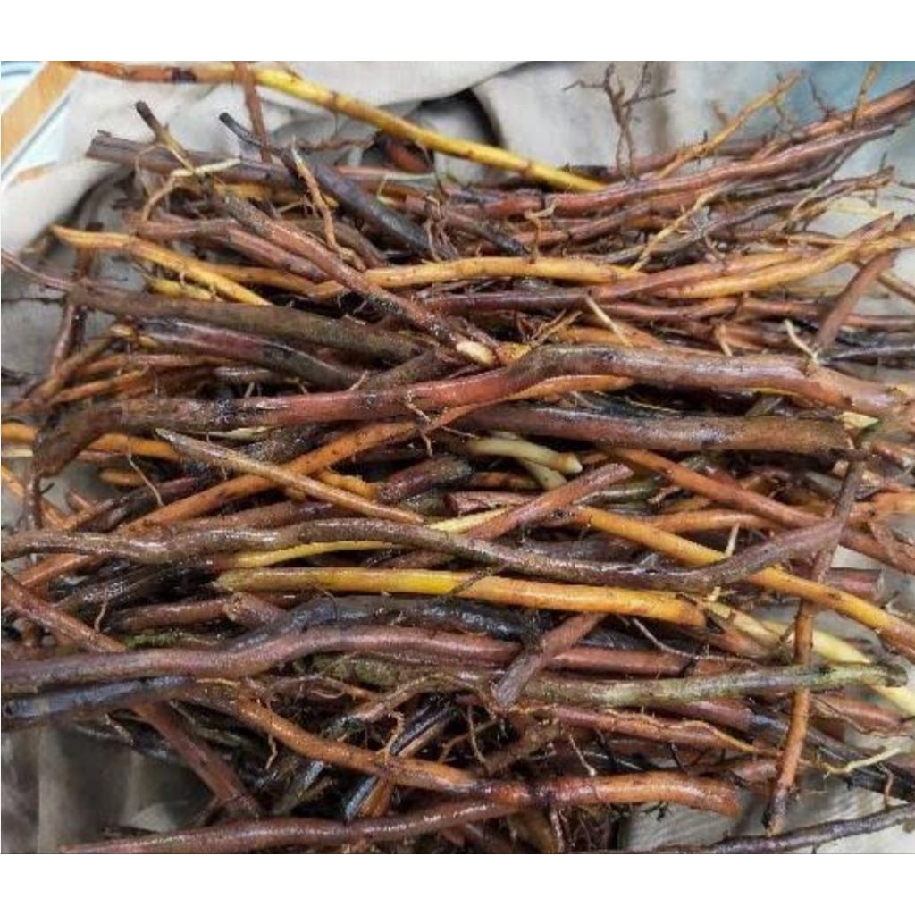 

Akar pohon aren segar berkualitas 250 gram